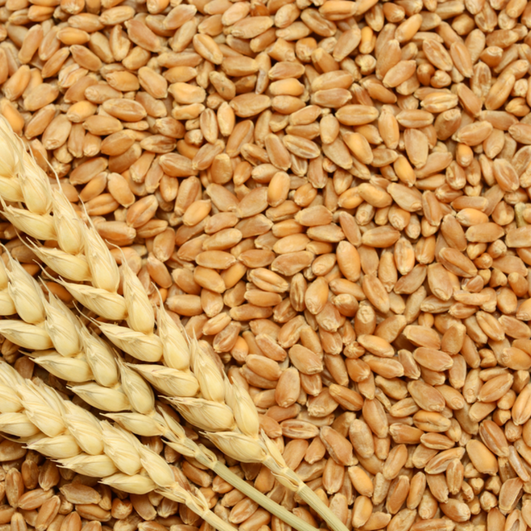 Indian Grown Wheat - Image 2